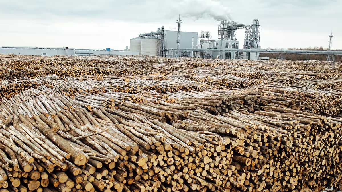 La producción de tabaco tiene un impacto directo sobre la deforestación, el empobrecimiento y la explotación de grupos socioeconómicos ya necesitados, la contaminación del agua, el cambio climático, la gestión de residuos y la explotación infantil en el trabajo. Shutterstock / EvGavrilov