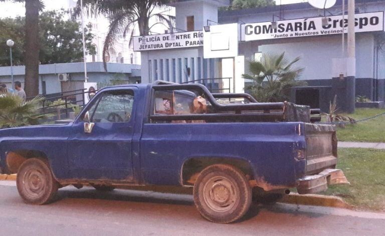 Paranaenses que transportaban ocho galgos fueron demorados