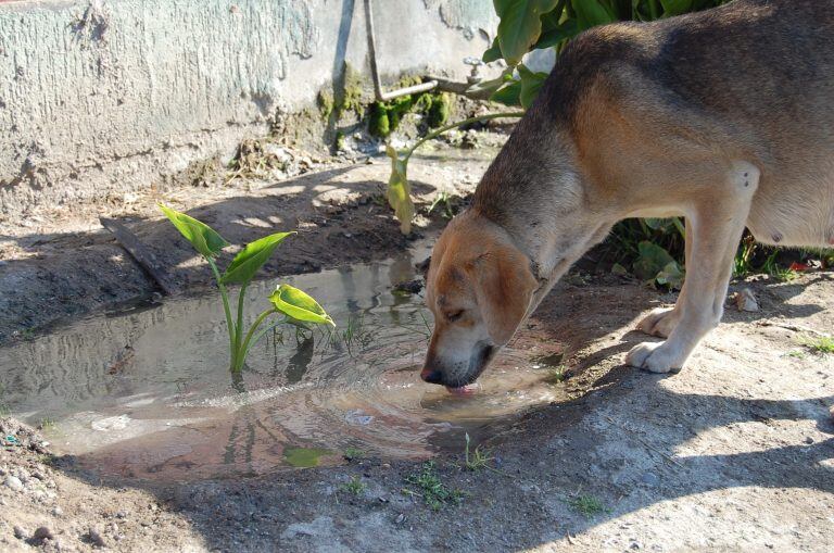 Perros de san luis