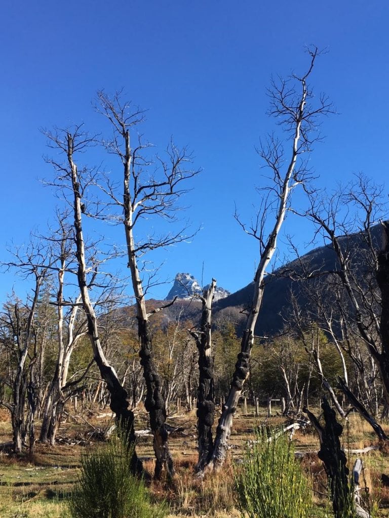 Varias hectáreas fueron afectadas en su momento por el fuego.