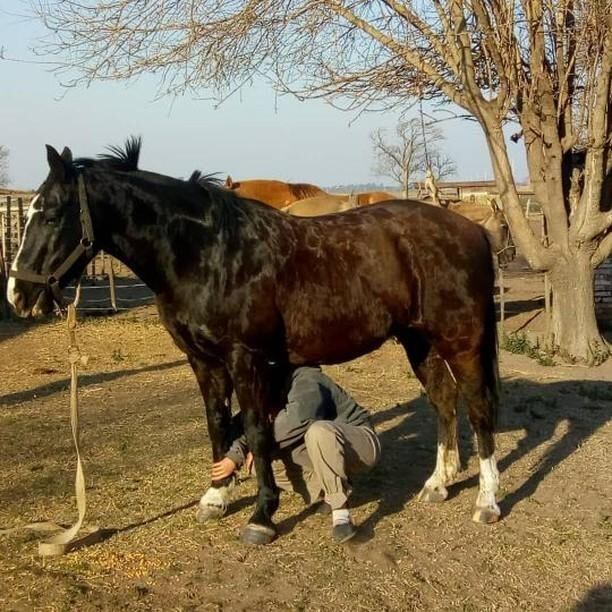 Victoria Rovetto, con 12 años, es amansadora de caballos en General Cabrera, Córdoba, y su técnica es furor en cada encuentro de animales de este tipo en el interior.