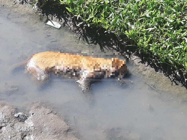 Matan perros y gatos con comida envenenada