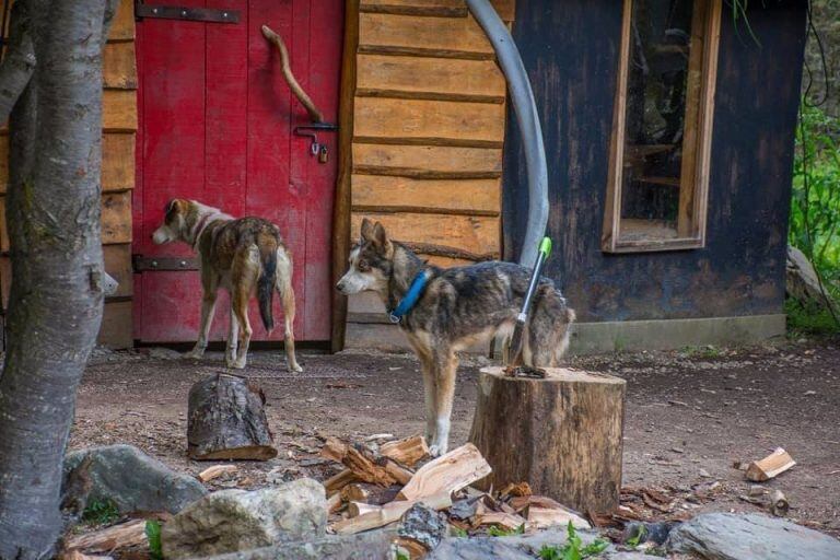 Maltrato Animal en Valle de Lobos - Ushuaia