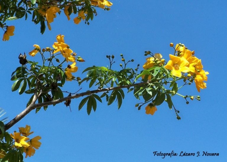 La flor y árbol provincial de Salta: Palo de papel (Lázaro J. Novara)