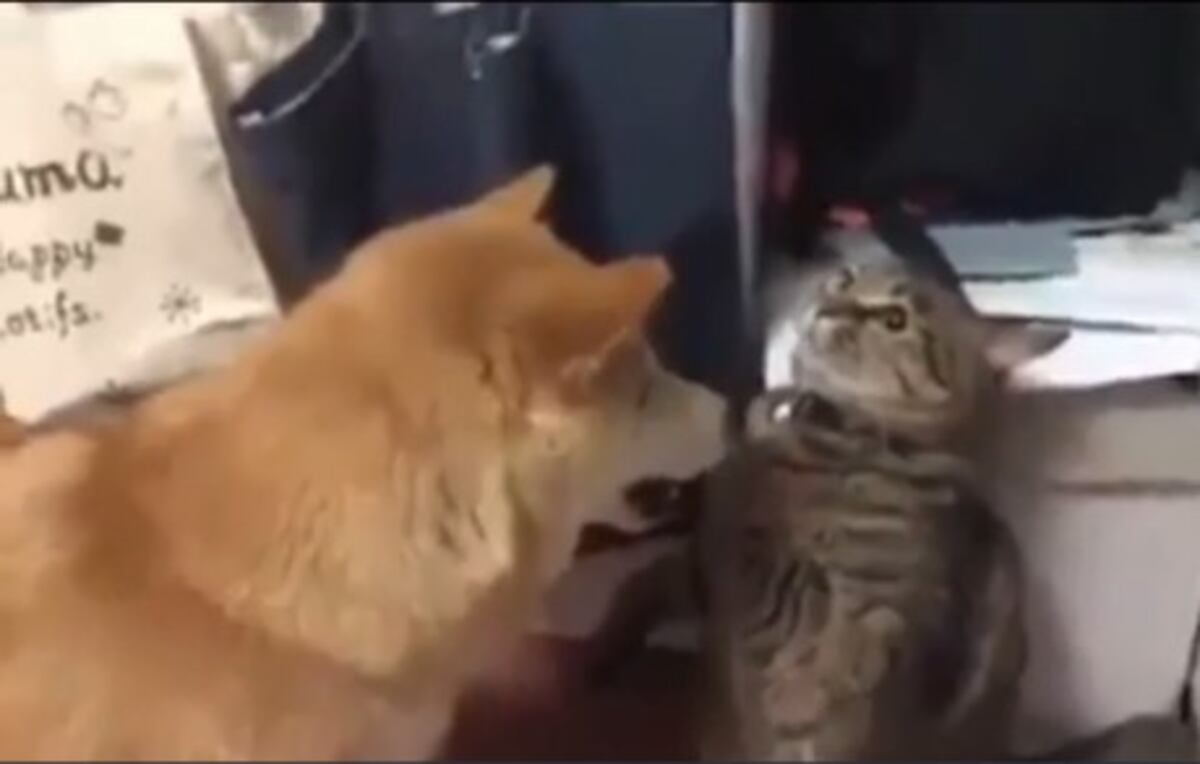 Este gato no dudó en enfrentarse a un perro y demostrarle quién manda en la casa