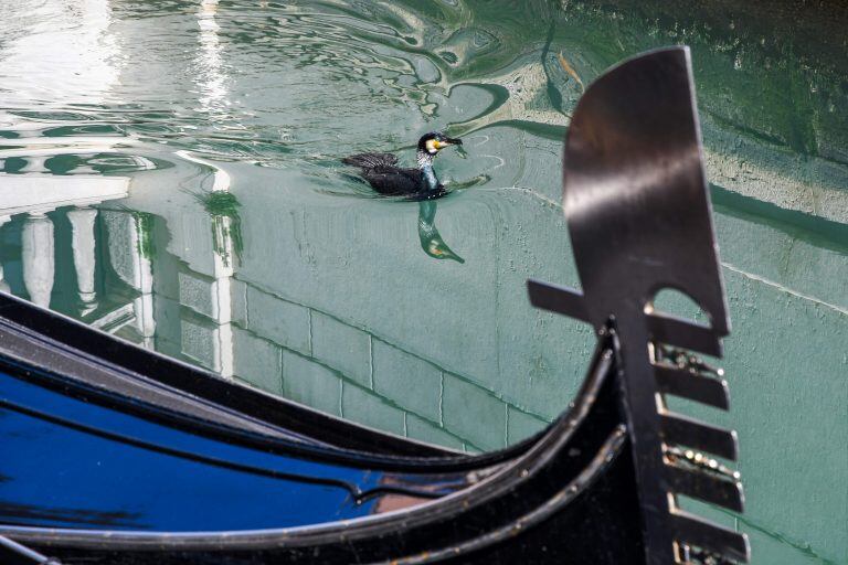 El agua de los canales de Venecia se volvió cristalina y se llenó de peces, patos y cisnes. (Foto: Andrea Pattaro/AFP)