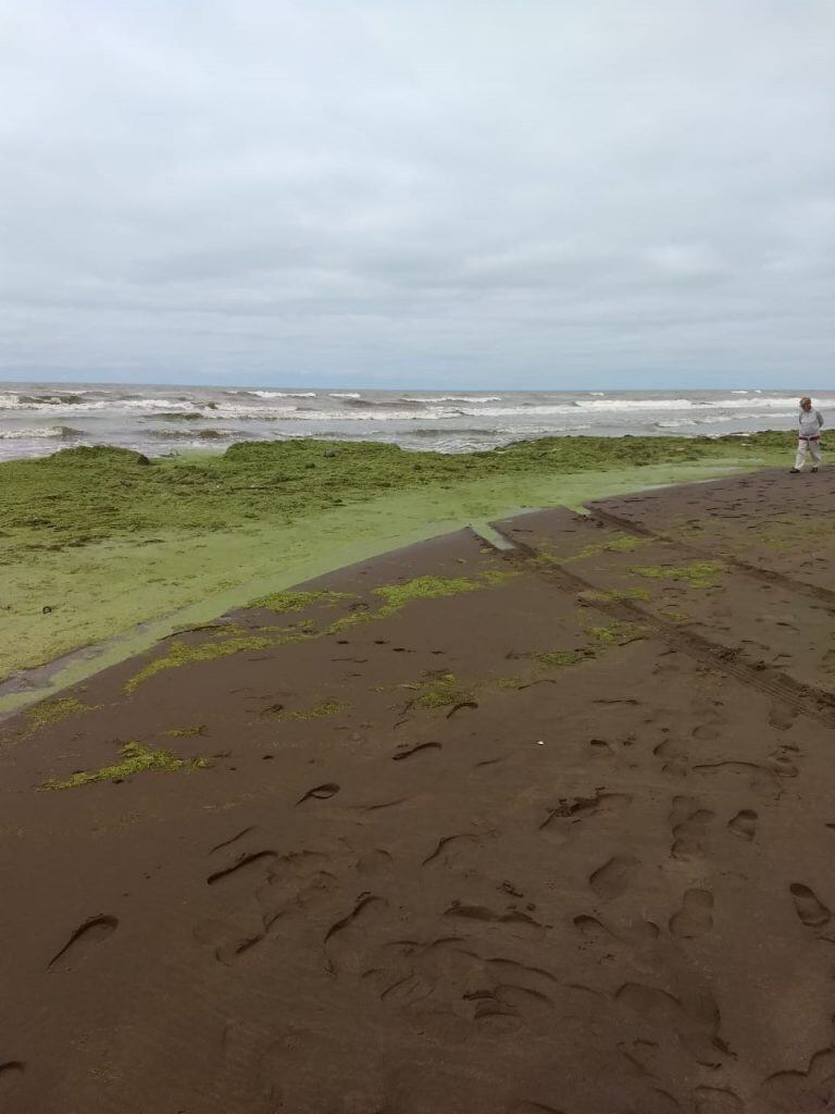 Algas en la costa de Claromecó