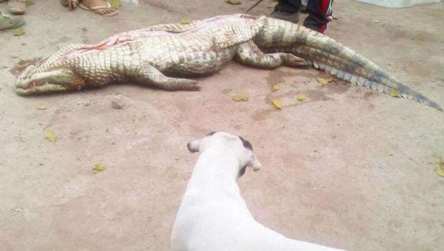 Además de las heridas en la cabeza, el animal fue tajeado.