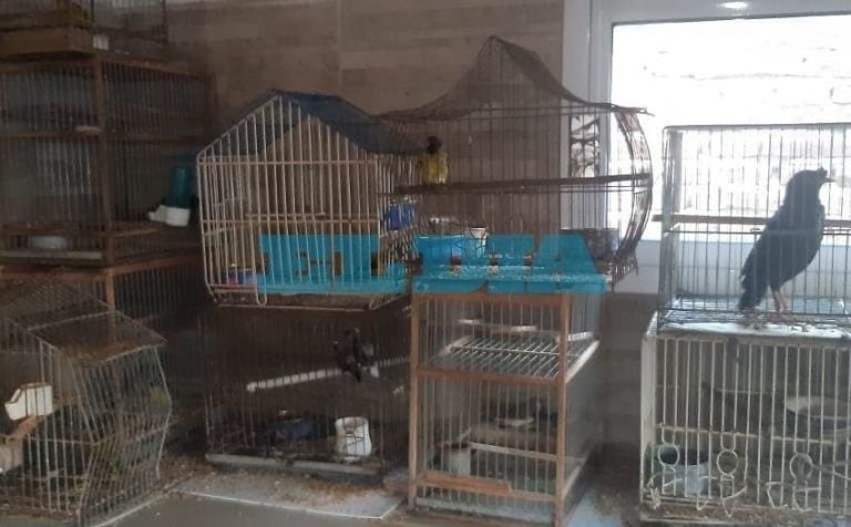 Animales rescatados en Villa Elvira (Foto: El Día)