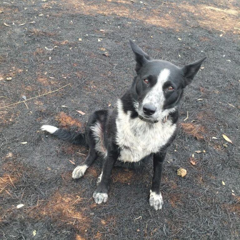 Patsy (Foto:Instagram/patsythecorryongwonderdog/