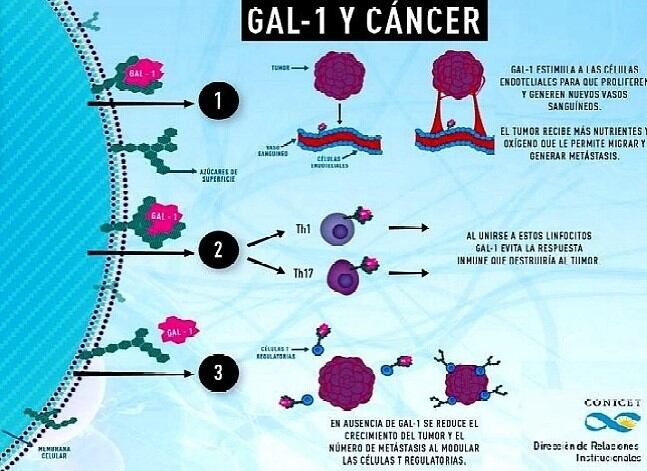 Galectina-1