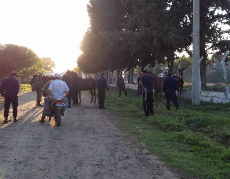 Caballos sueltos en Metán. (Prensa Policía de Salta)