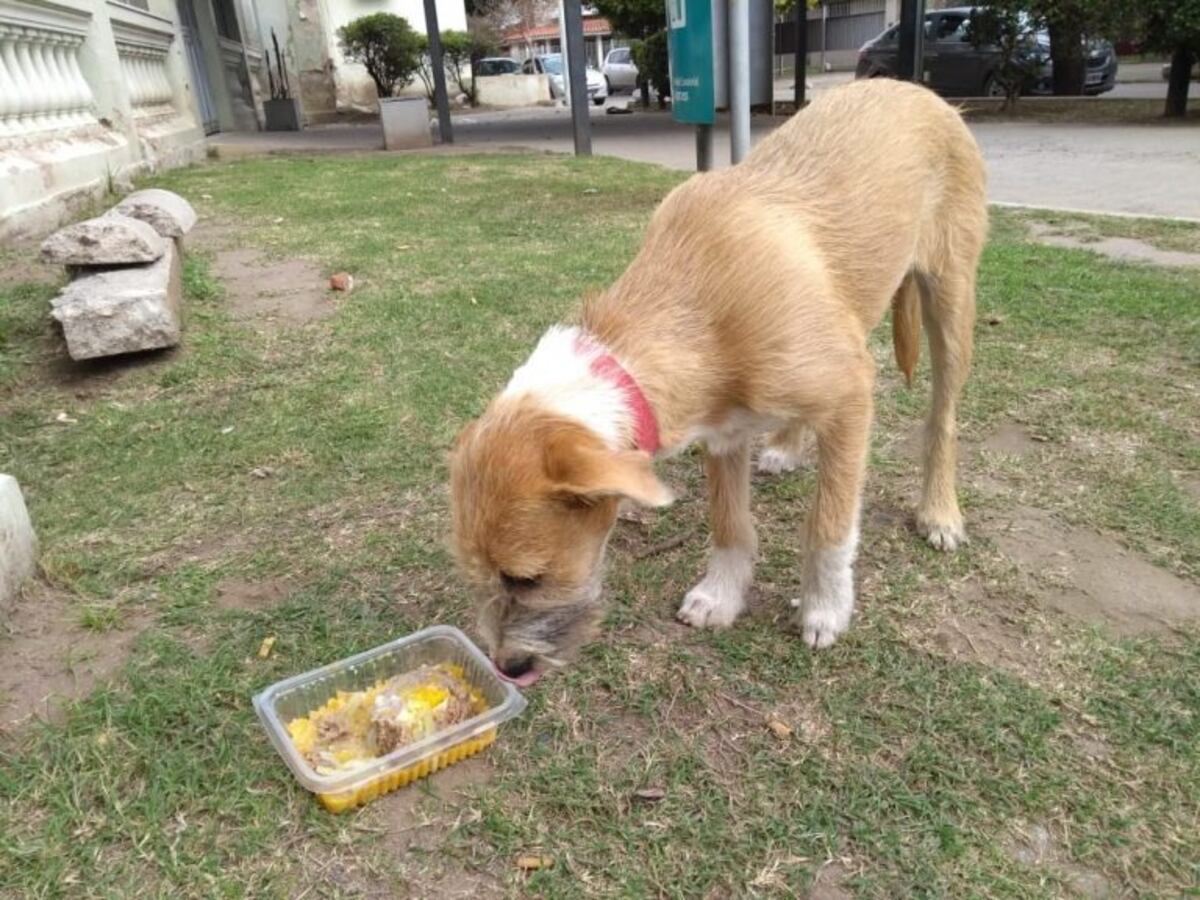 El abandono de mascotas, una realidad que no cambia