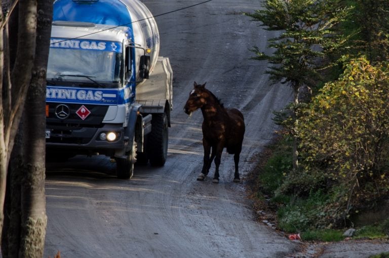 Caballo suelto en Barrio Andorra