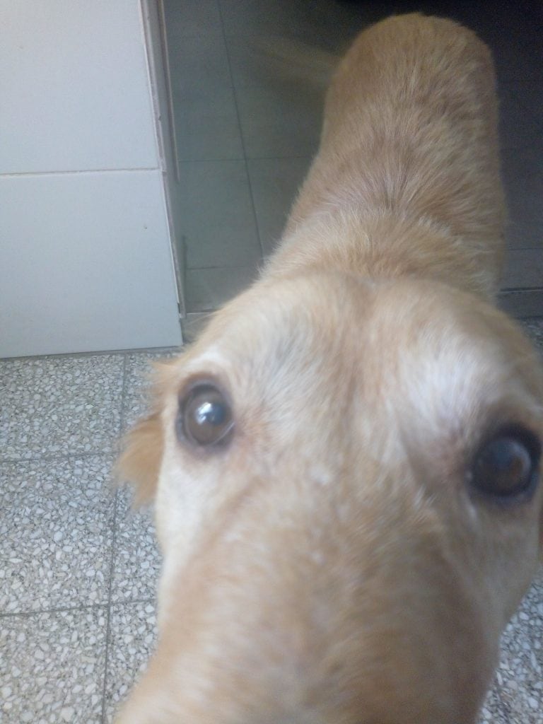 Duke, el perrito rescatado en Circunvalación por Matías Cejas y cuya historia en Twitter emocionó a todos. (Twitter)