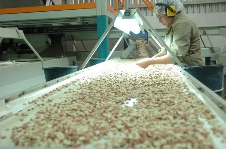 Lanzan leche de maní elaborada en Córdoba.