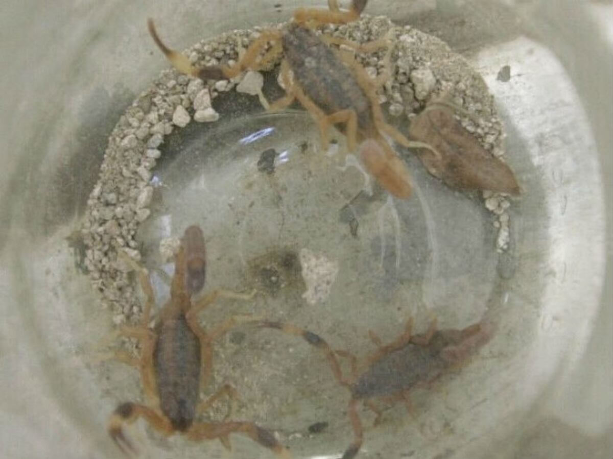 Para los alacranes, ya no hay temporada alta