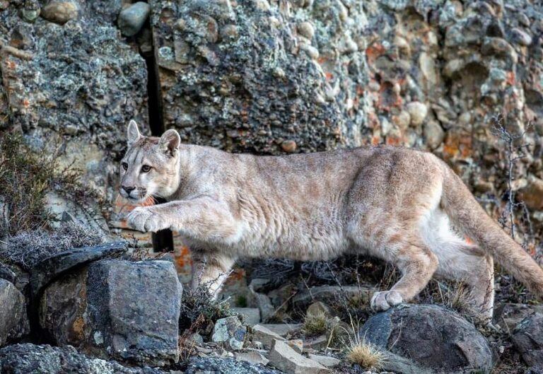 Perito moreno avistaje de pumas