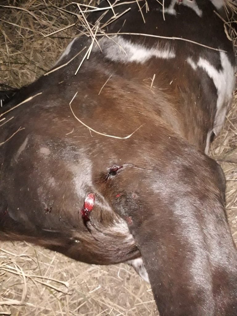 Caballos muertos en Colonia Caroya (Policía)