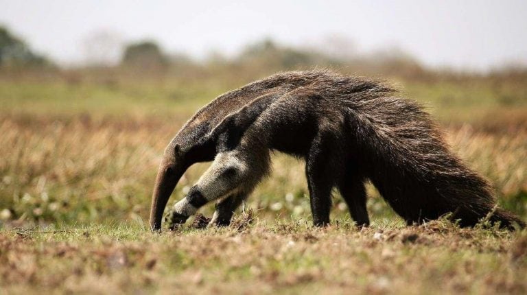 Animales que parecen simpáticos pero no lo son tanto (Web)