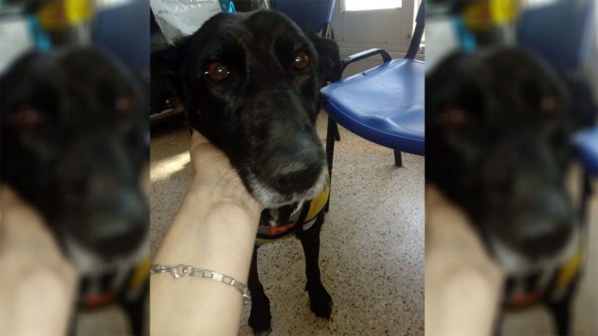 Organizan una rifa para ayudar a la perrita despellejada en Cacheuta