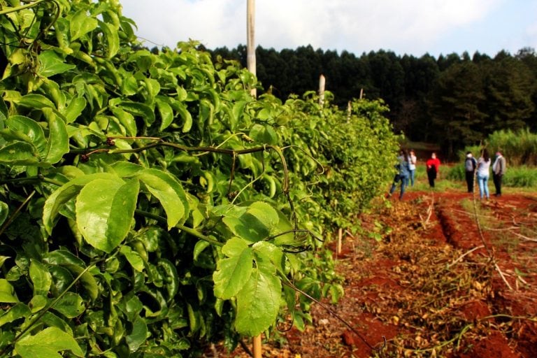 Plantación de maracuyá en el interior de Misiones.