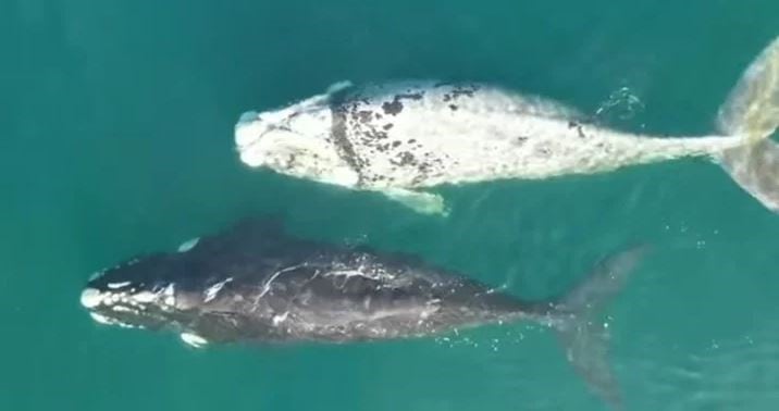 Avistaron una ballena blanca pseudo albina.