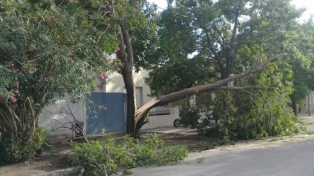 El viento tiró árboles (Impacto informativo)