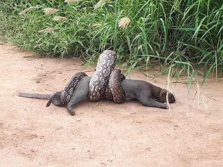 Impresionantes imágenes de una lampalagua tratando de matar un yaguarundí. (Facebook Fernando Barros)