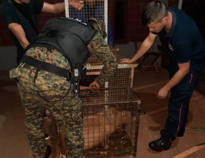 Carpincho apareció en una vivienda en San Vicente.