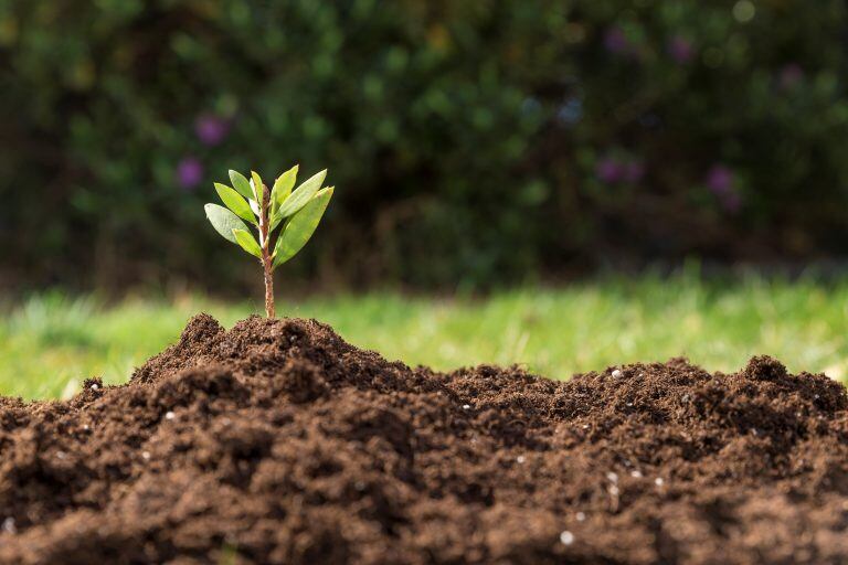 Día Mundial del Medio Ambiente 2020