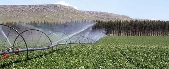 Plantación de papas de la empresa Mc Cain.