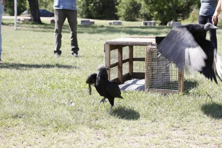 Aves de tráfico ilegal en Córdoba (Municipalidad de Córdoba)