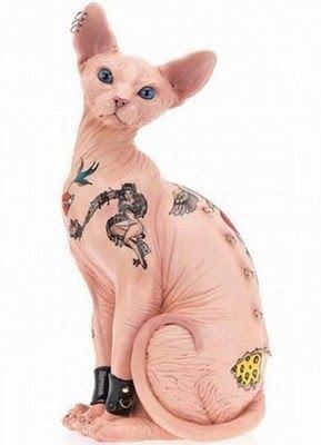 Polémica por una nueva tendencia que propone tatuar a los gatos