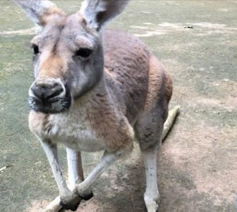 Brutal ataque en un zoo de China: turistas querían hacer saltar a un canguro y lo mataron a piedrazos