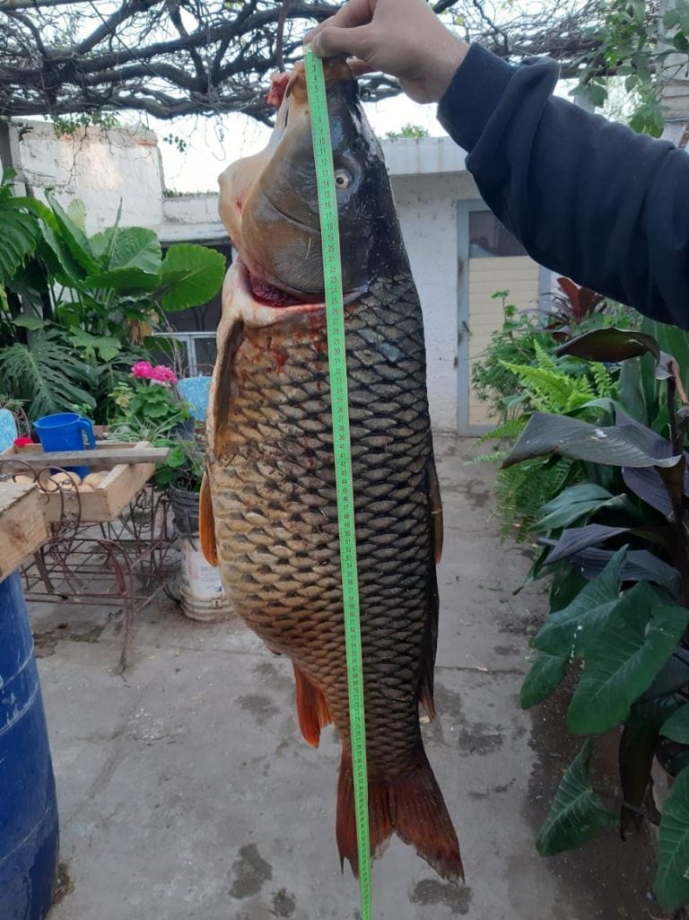 Un vecino de Cruz del Eje pescó una carpa de un metro y unos 20 kilos.