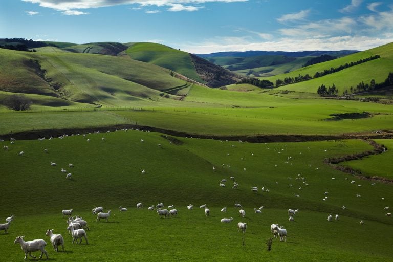 Gran paisaje verde de Auckland. (Getty Images)