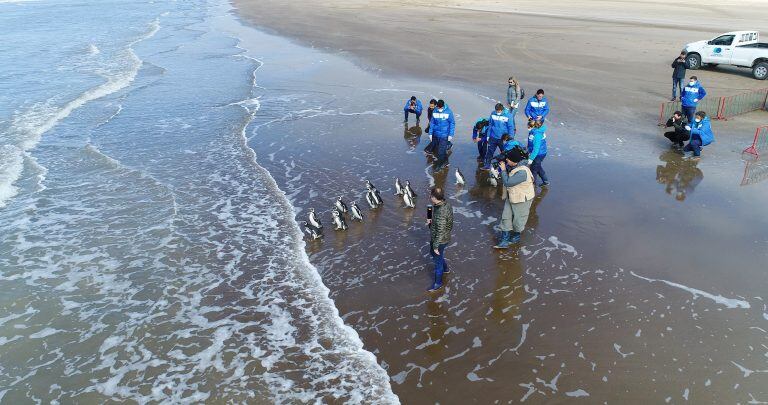 Así fue liberado Pijuí, el pingüino rescatado en una casa de Córdoba, en Santa Rosa de Calamuchita. (Fundación Mundo Marino)