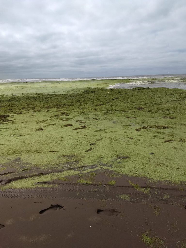 Algas en la costa de Claromecó