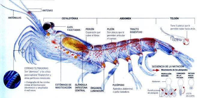 krill