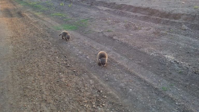 Los cachorros de oso lavador deambulaban por Avenida Siburu y Libertad