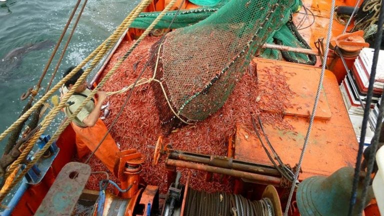 Con todo, el langostino que está llegando a las plantas de procesamiento es de muy buena calidad en su color, estructura exoesquelética y dureza del caparazón, lo que representa unidades de óptima calidad.