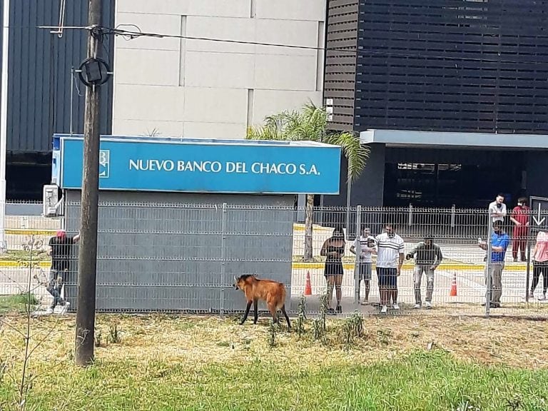 La gente rápidamente se acercó y llamó a las autoridades cuando apareció en el shopping. (Fotos Gentileza)