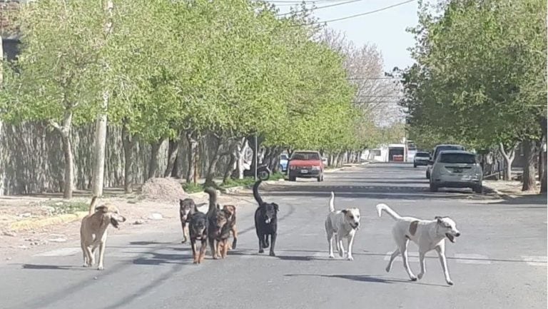 Piden la participación ciudadana para el censo de mascotas (web).