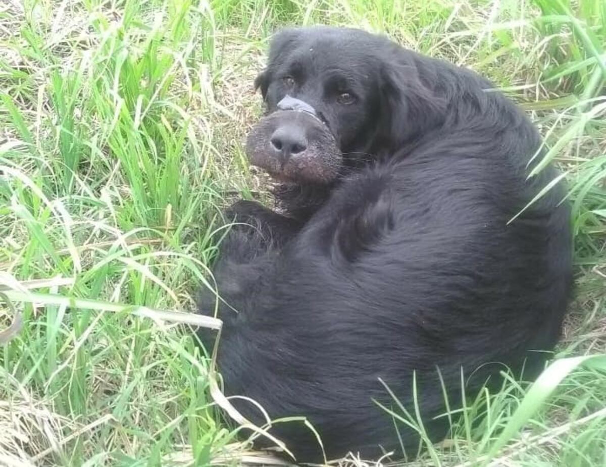 Maltrato animal: rescataron a un perro que tenía el hocico atado con un precinto