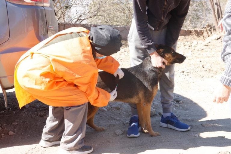 6733 perros y gatos fueron vacunados en Carlos Paz.  (Foto: prensa municipal).