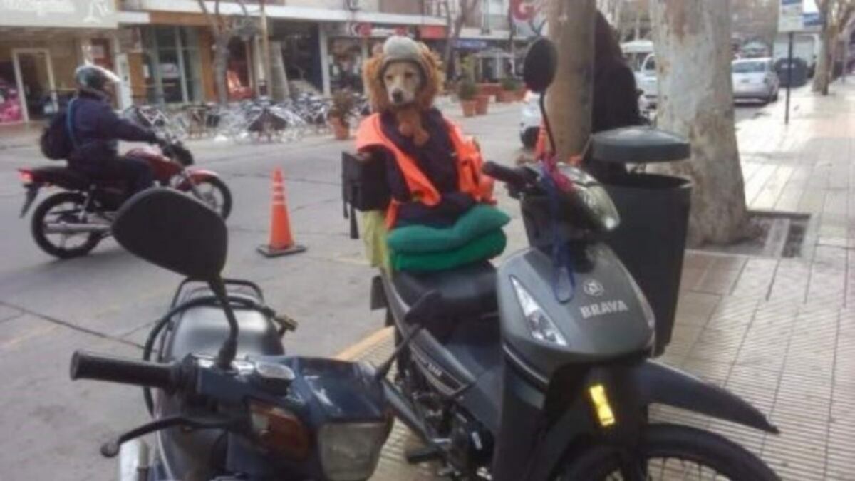 Renata, la perrita con casco y chaleco que viaja en moto con su dueña