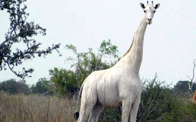 La jirafa blanca había sido hallada en 2017 y había generado una gran sorpresa en el mundo.