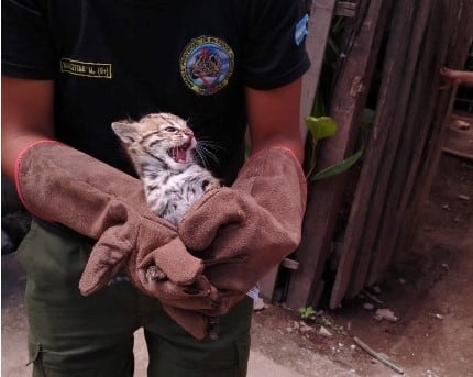 Una médica veterinaria del CAFAJu constató que el animal, de aproximadamente un mes de vida, se encontraba en buen estado, sin signos de violencia o maltrato.