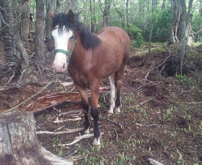 Shrek - Caballo Ushuaia